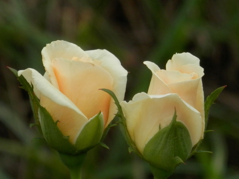 黄色の双子の薔薇のつぼみ フリー素材 フリー素材うさぎ屋